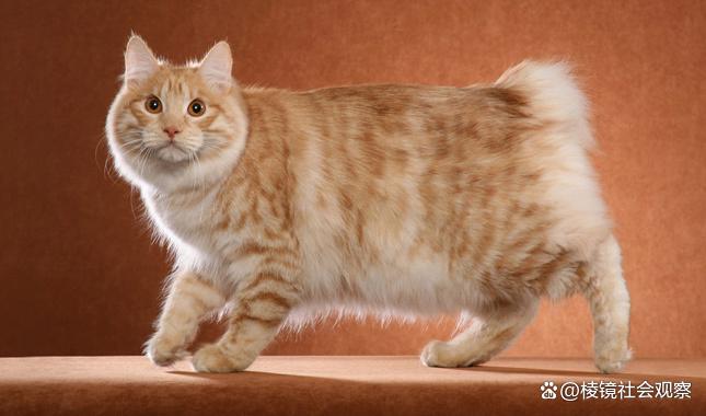 猫多大成年了(猫多大的时候成年) 猫多大成年了(猫多大的时候成年)
