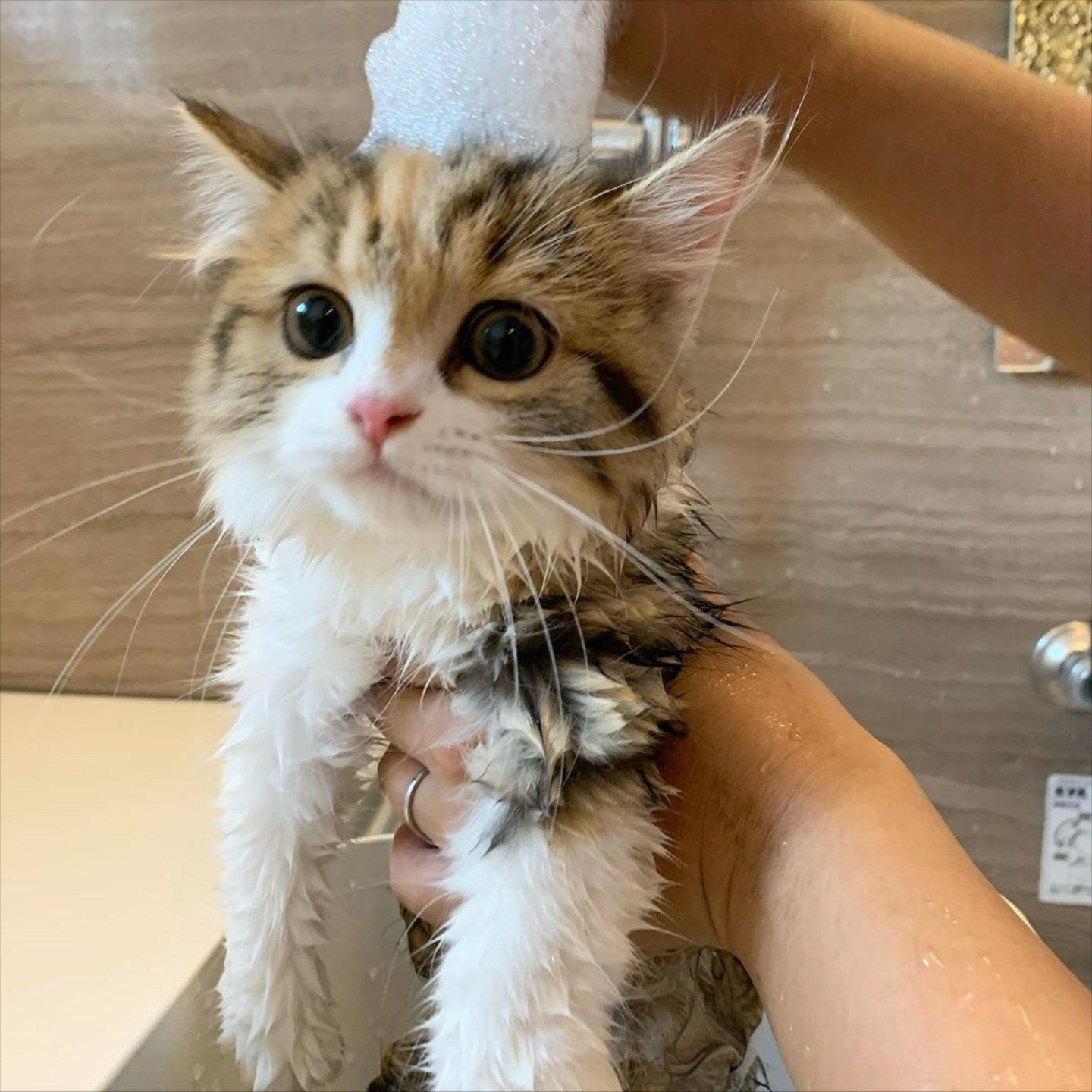 猫咪能吹空调吗(猫可以吹空调热风吗) 猫咪能吹空调吗(猫可以吹空调热风吗)