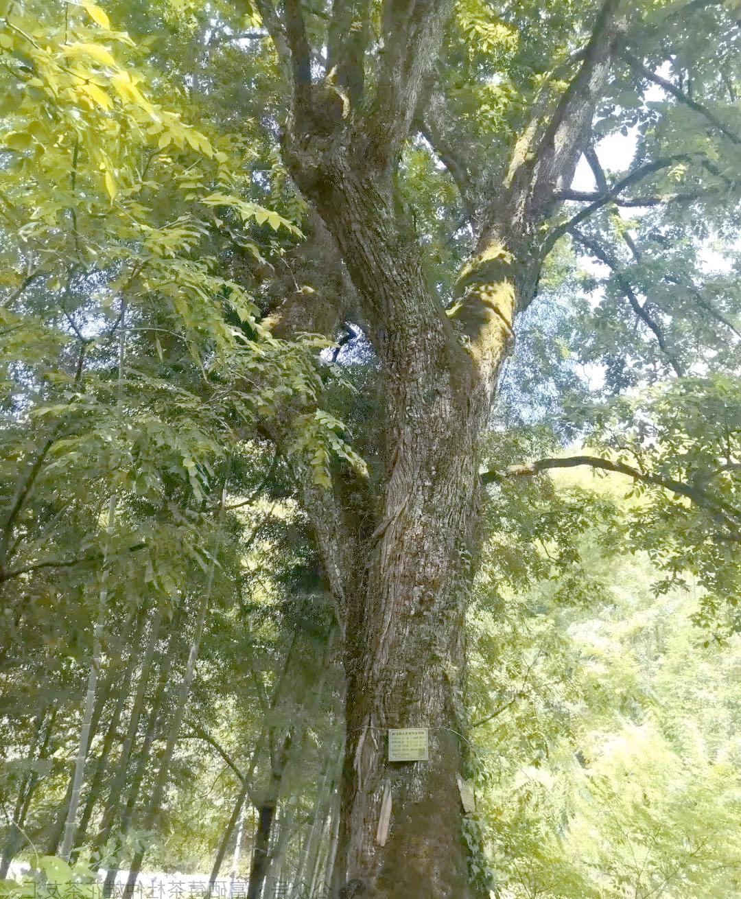 青钱柳哪里有卖的(青钱柳什么地方的正宗)