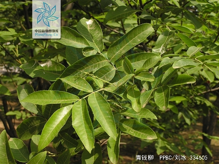 青钱柳哪里有卖的(青钱柳什么地方的正宗)