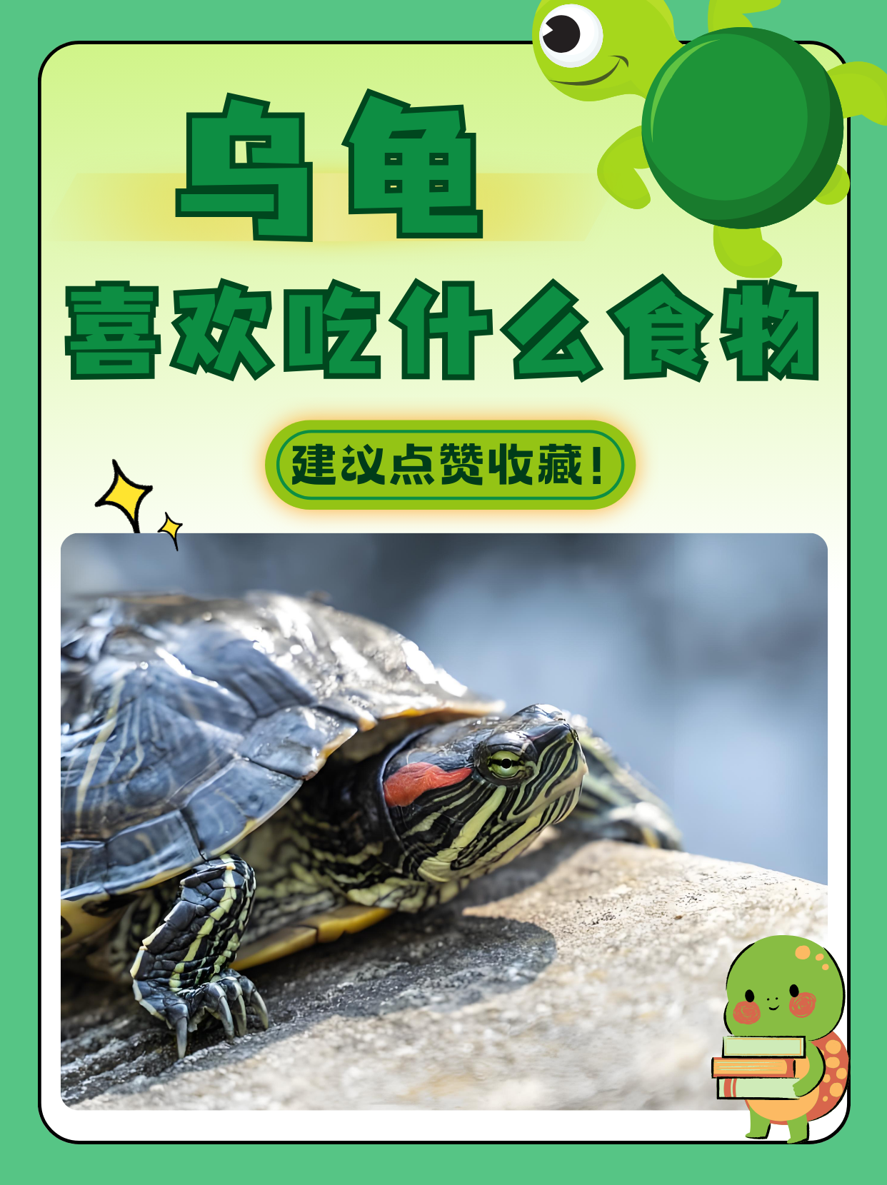 宠物龟吃什么(乌龟吃什么 如何喂养) 宠物龟吃什么(乌龟吃什么 如何喂养)