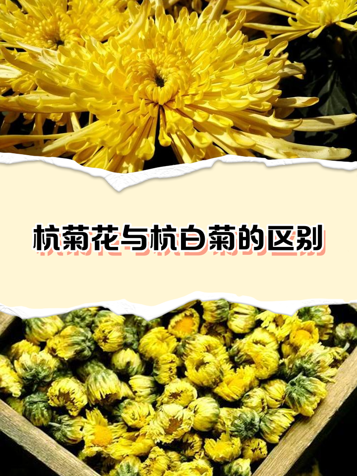 杭菊和雏菊一样吗(杭菊和雏菊一样吗图片) 杭菊和雏菊一样吗(杭菊和雏菊一样吗图片)