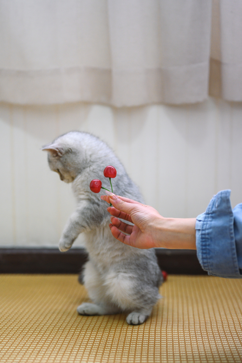猫能吃樱桃吗(宠物猫可以吃樱桃吗) 猫能吃樱桃吗(宠物猫可以吃樱桃吗)