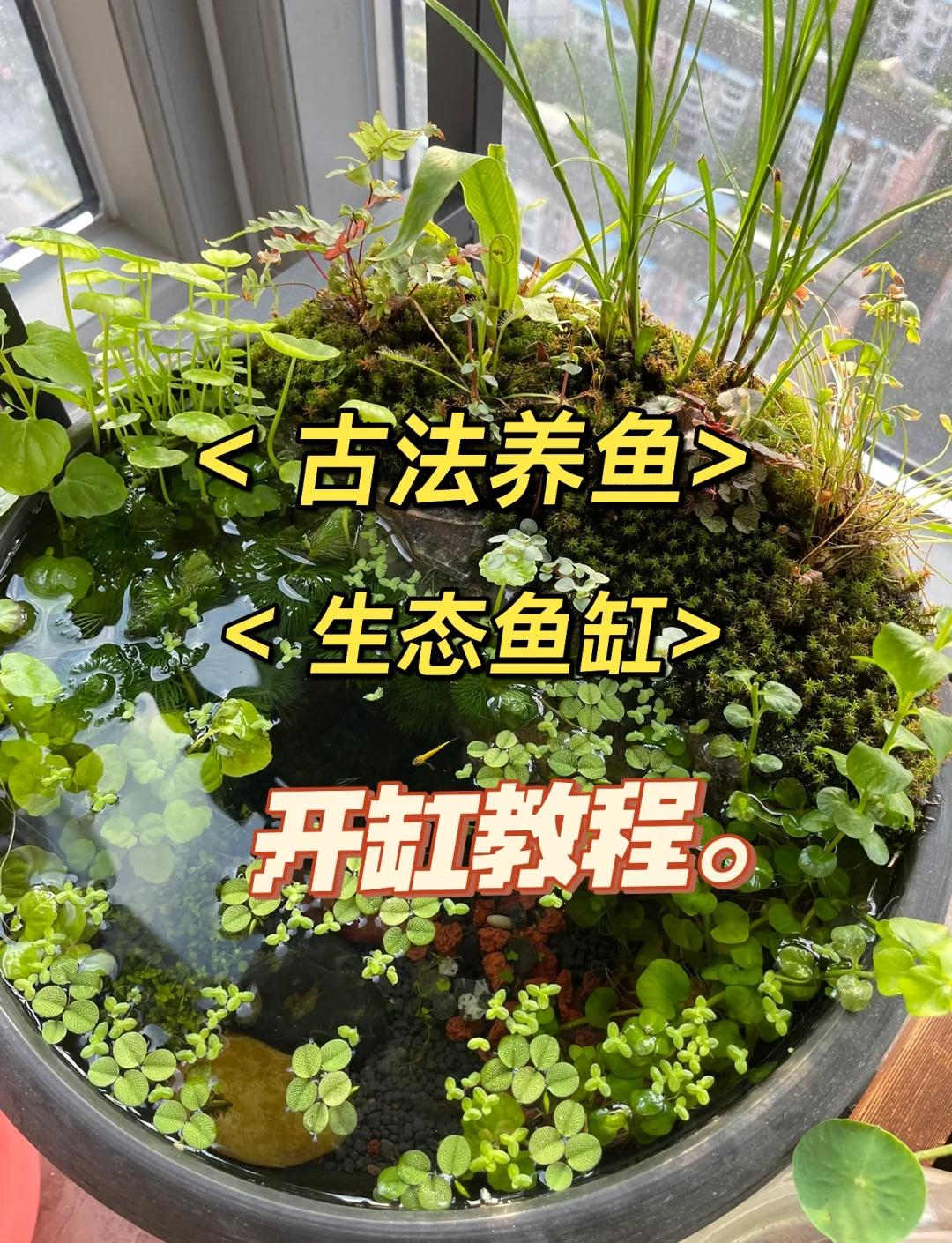 鱼缸整缸下黄粉后期怎么养水(鱼缸下黄粉后水变浑浊怎么处理) 鱼缸整缸下黄粉后期怎么养水(鱼缸下黄粉后水变浑浊怎么处理)