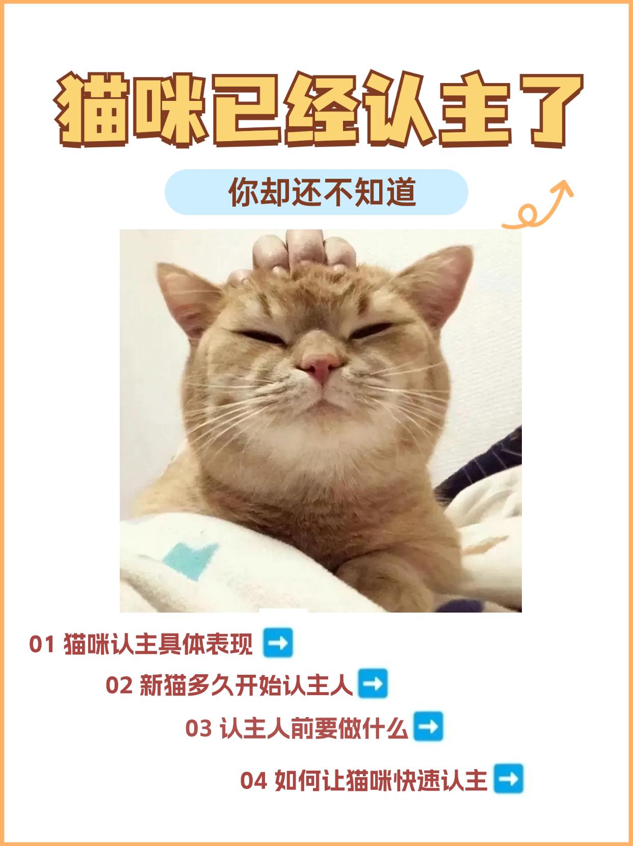 猫生小猫前提示主人(猫咪生产用纸箱好还是猫窝好) 猫生小猫前提示主人(猫咪生产用纸箱好还是猫窝好)