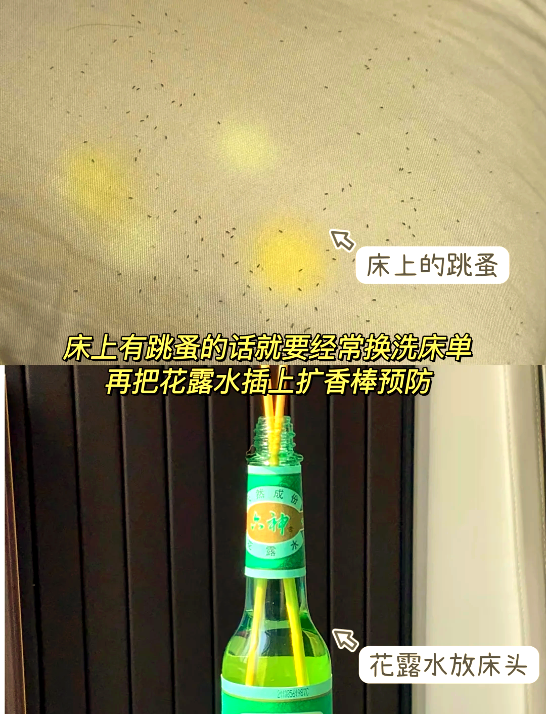 猫虱子跳到人身上怎么办(猫虱子跳到人身上怎么办图片) 猫虱子跳到人身上怎么办(猫虱子跳到人身上怎么办图片)
