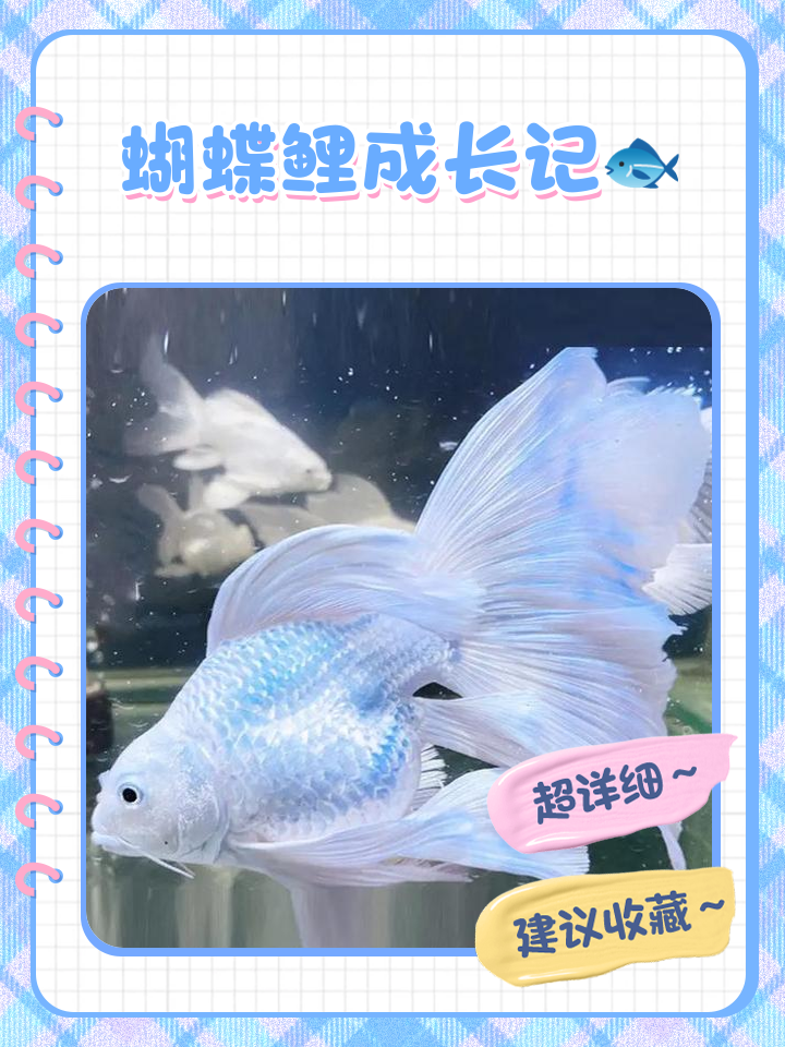 蝴蝶鲤寿命(蝴蝶鲤寿命是多少年) 蝴蝶鲤寿命(蝴蝶鲤寿命是多少年)