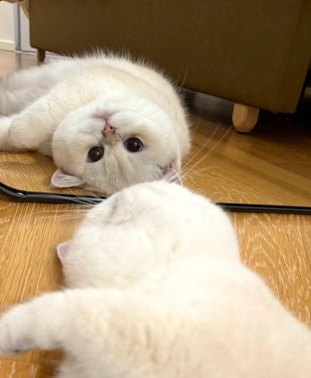 猫耳朵热是不是发烧了(猫耳朵热是不是发烧了的症状) 猫耳朵热是不是发烧了(猫耳朵热是不是发烧了的症状)