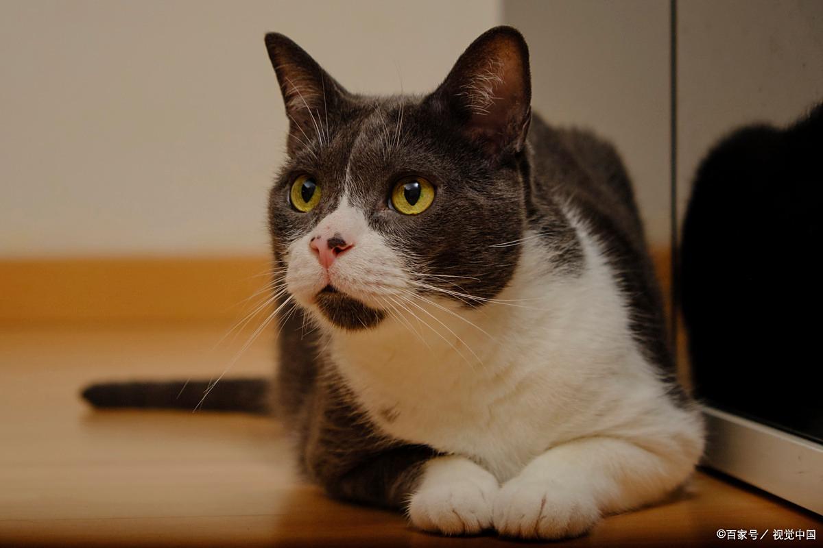 猫耳朵热是不是发烧了(猫耳朵热是不是发烧了的症状) 猫耳朵热是不是发烧了(猫耳朵热是不是发烧了的症状)