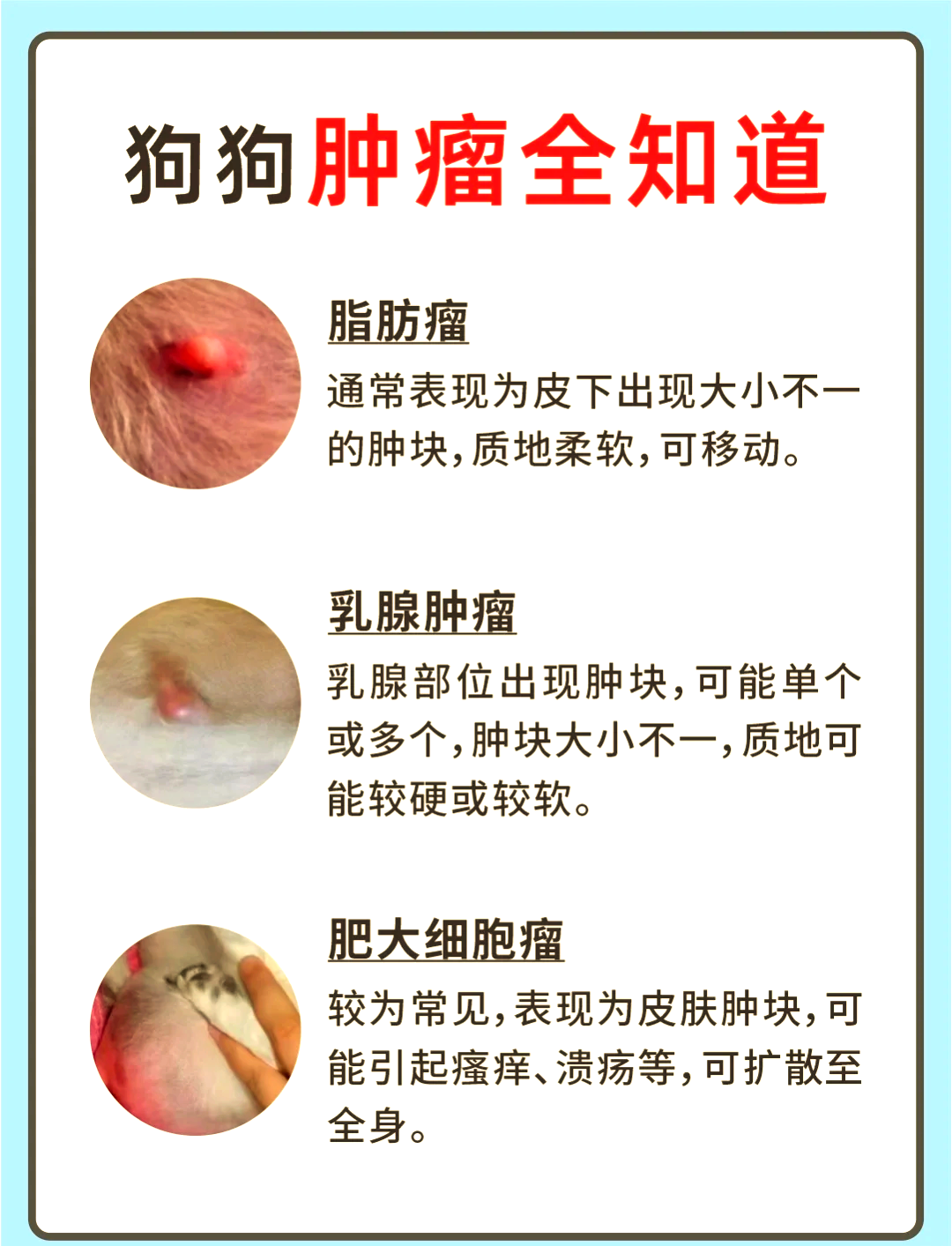 狗狗身上长瘤子怎么办(狗狗身上长瘤子怎么办吃什么药) 狗狗身上长瘤子怎么办(狗狗身上长瘤子怎么办吃什么药)