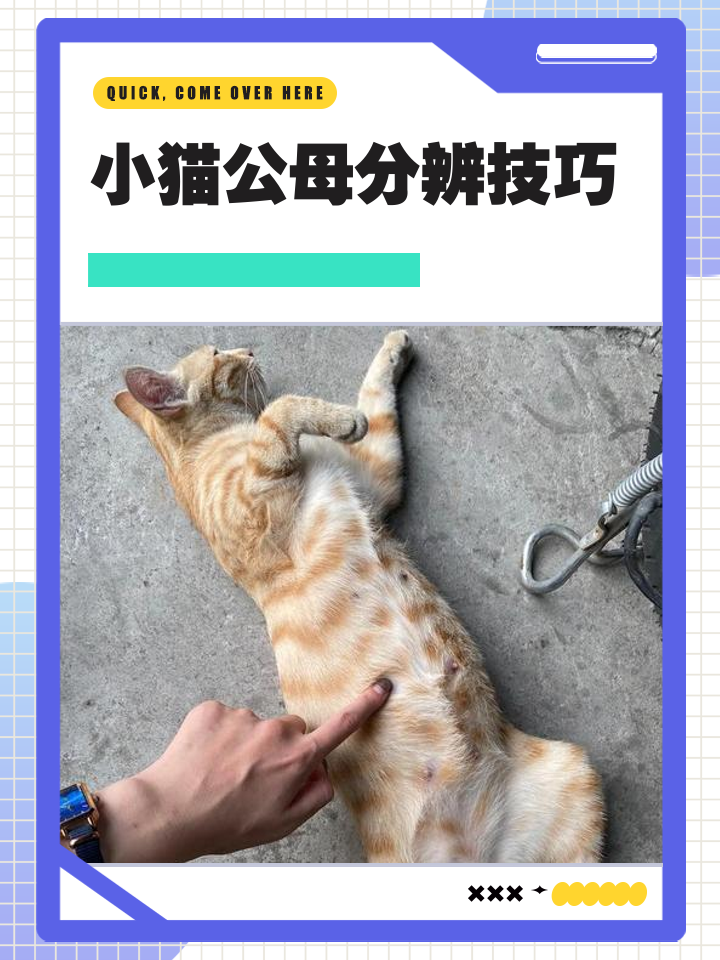 怎么看猫是公猫还是母猫(怎么能分辨出猫是公的还是母的)
