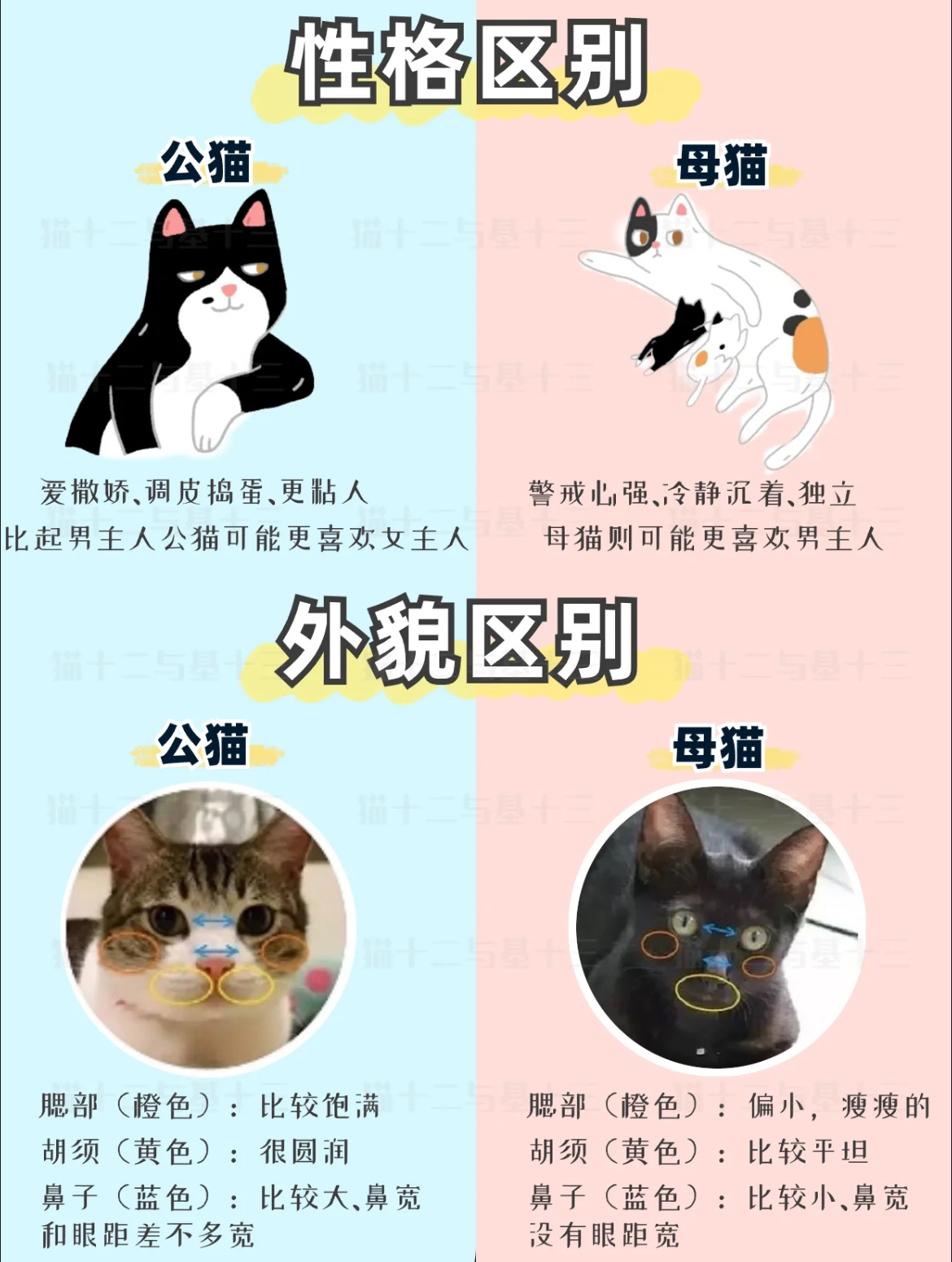 怎么看猫是公猫还是母猫(怎么能分辨出猫是公的还是母的)