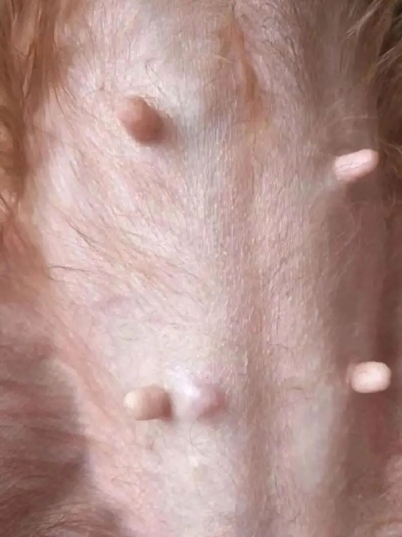 狗狗肚子上有个凸起的小包(狗狗肚子上有个凸起的小包一按就下去了) 狗狗肚子上有个凸起的小包(狗狗肚子上有个凸起的小包一按就下去了)