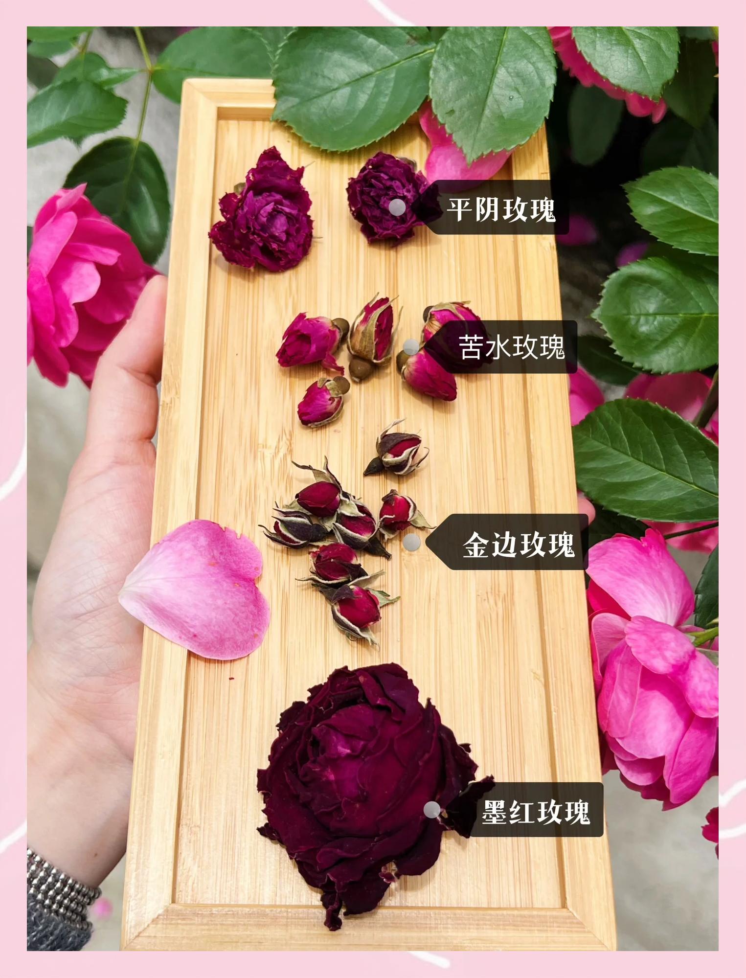 喝玫瑰花茶的9个禁忌(喝玫瑰花茶能起到什么作用) 喝玫瑰花茶的9个禁忌(喝玫瑰花茶能起到什么作用)