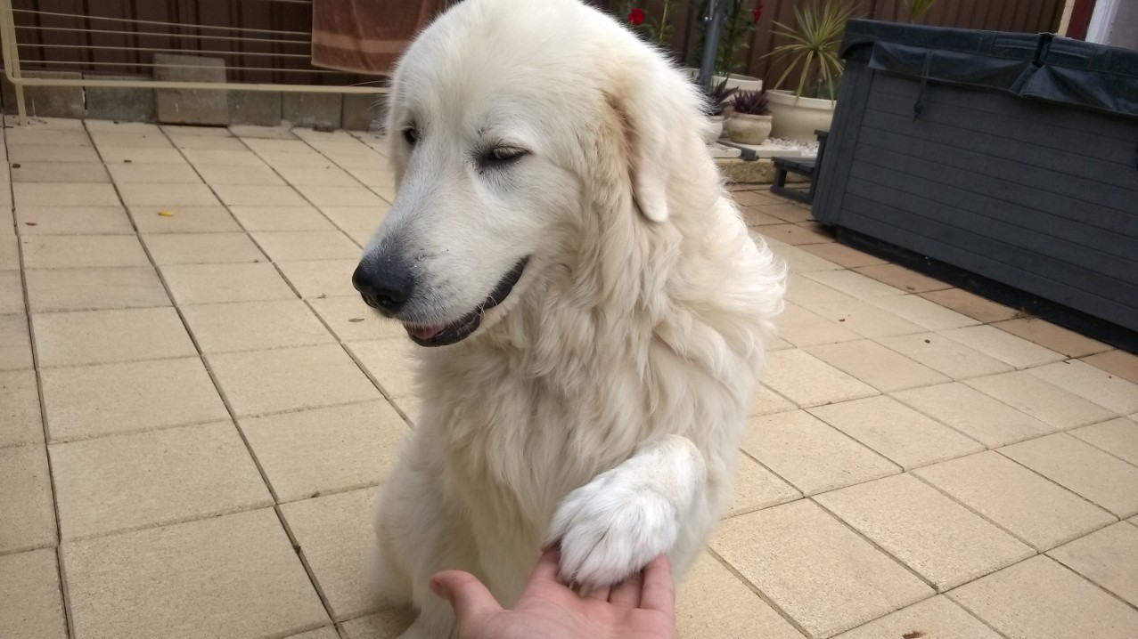 幽灵犬(幽灵犬价格)
