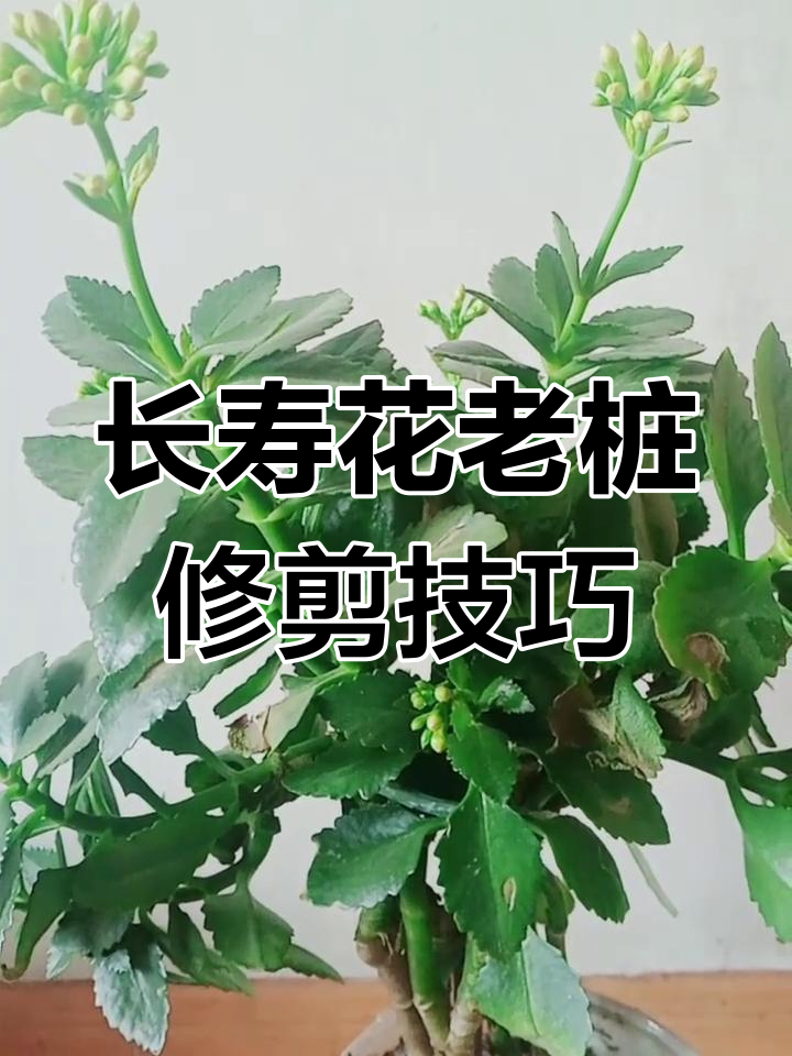 长寿花老桩怎么修剪(长寿花老桩怎么修剪图解) 长寿花老桩怎么修剪(长寿花老桩怎么修剪图解)