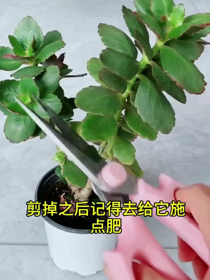 长寿花老桩怎么修剪(长寿花老桩怎么修剪图解) 长寿花老桩怎么修剪(长寿花老桩怎么修剪图解)