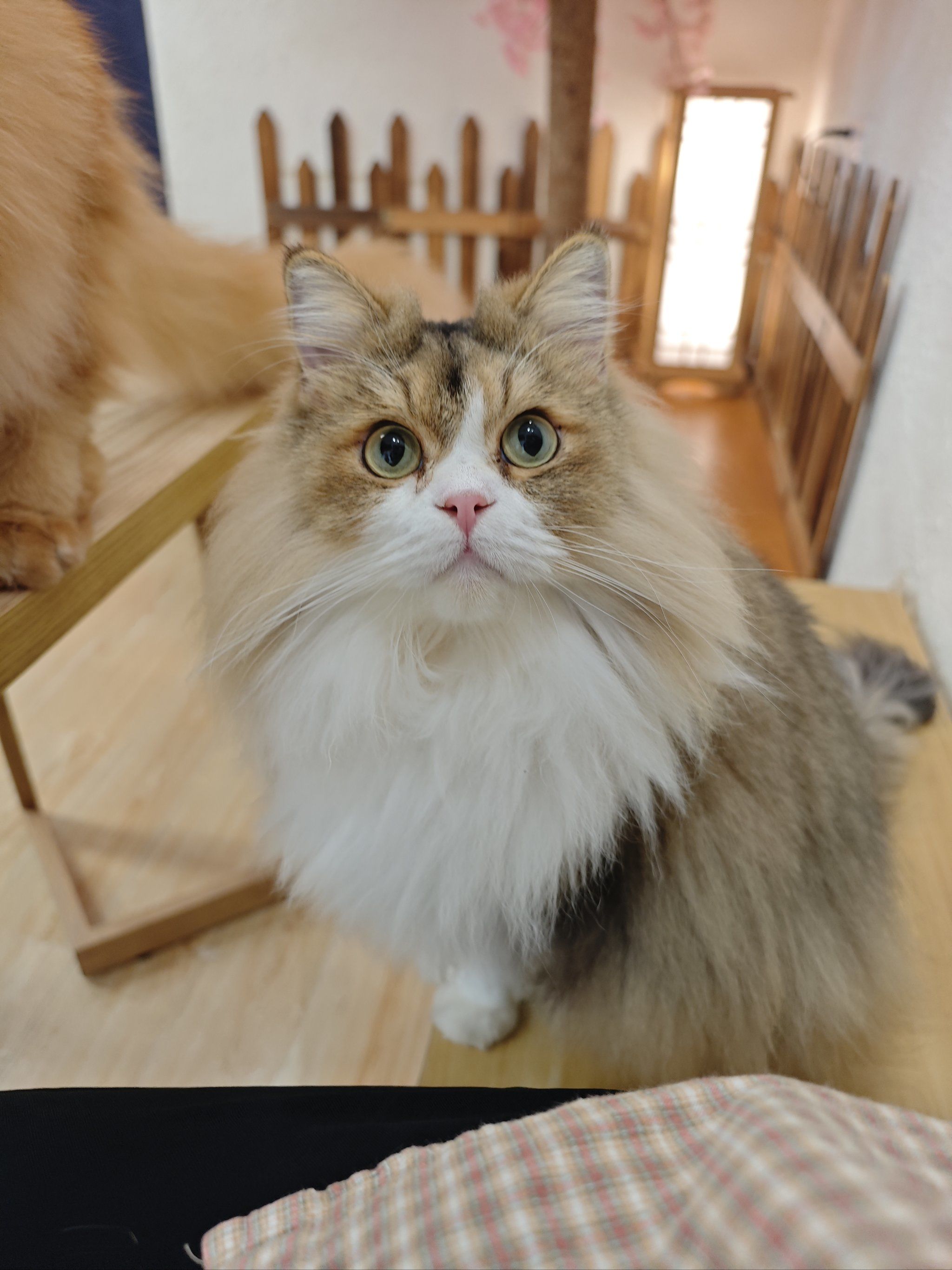 猫咖是什么意思(去一次猫咖大概多少钱)