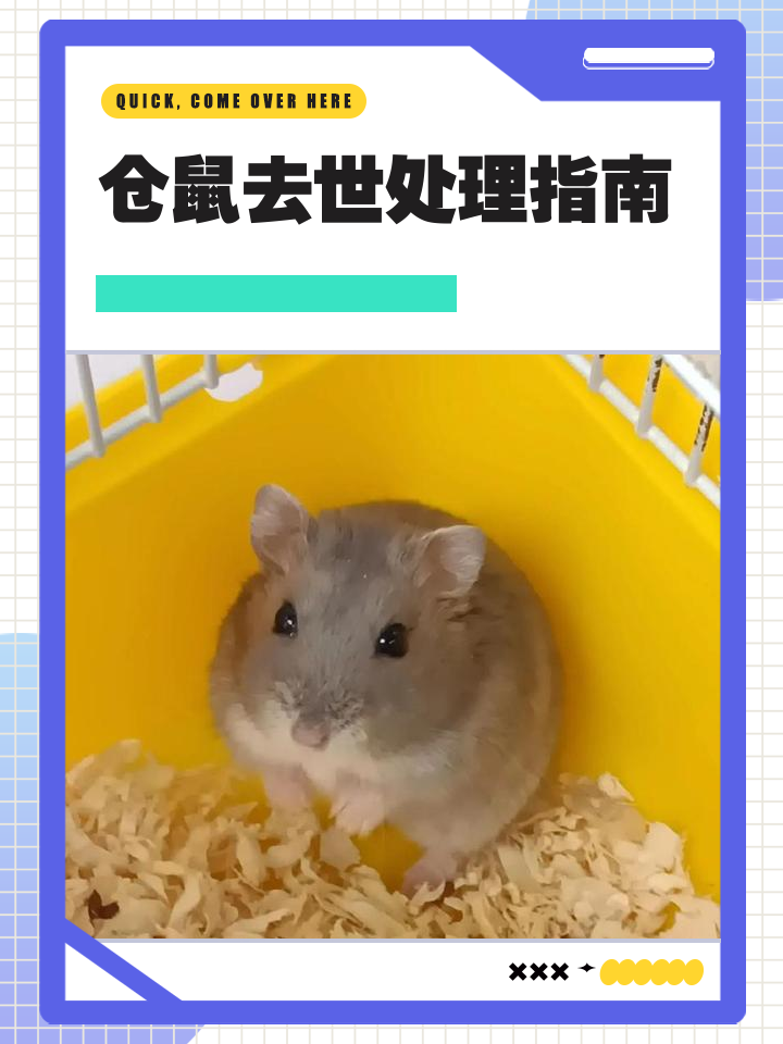 仓鼠拉稀会自愈吗(仓鼠拉稀会自愈吗吃什么药) 仓鼠拉稀会自愈吗(仓鼠拉稀会自愈吗吃什么药)