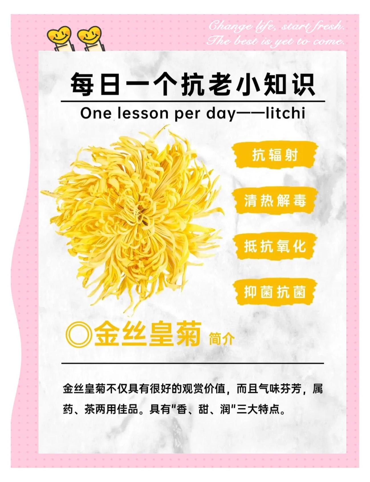 藏菊花的作用与效力(藏菊花的作用与效力是什么) 藏菊花的作用与效力(藏菊花的作用与效力是什么)