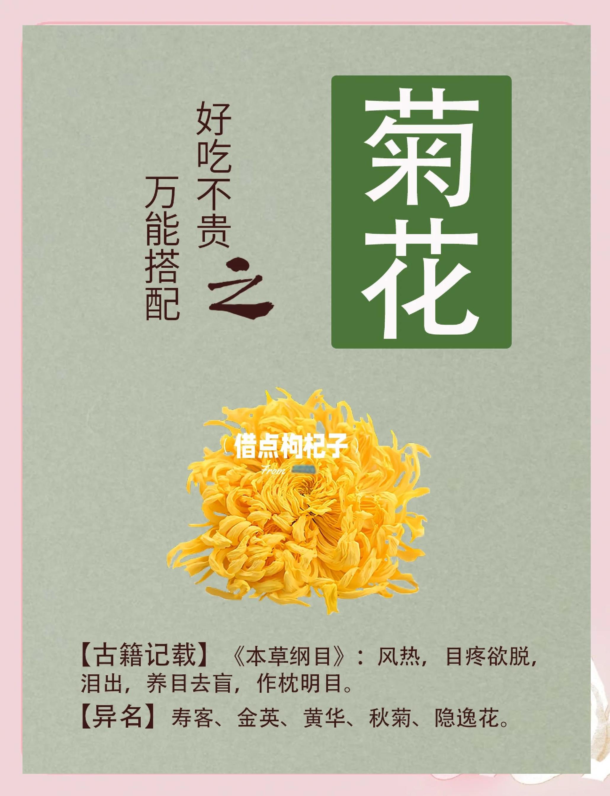 藏菊花的作用与效力(藏菊花的作用与效力是什么) 藏菊花的作用与效力(藏菊花的作用与效力是什么)