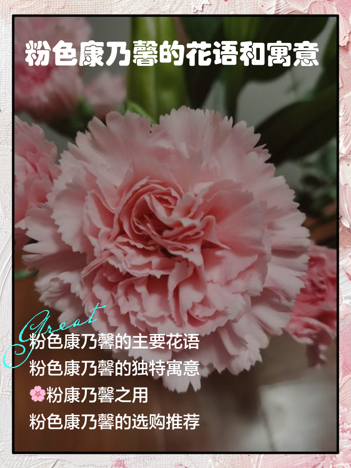 康乃馨的风水禁忌(康乃馨养在家的风水)