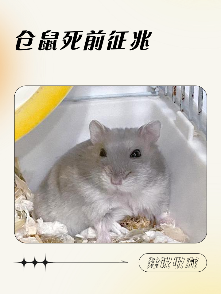 两只仓鼠在一起养必死一只吗(两只仓鼠在一起养必死一只吗为什么) 两只仓鼠在一起养必死一只吗(两只仓鼠在一起养必死一只吗为什么)