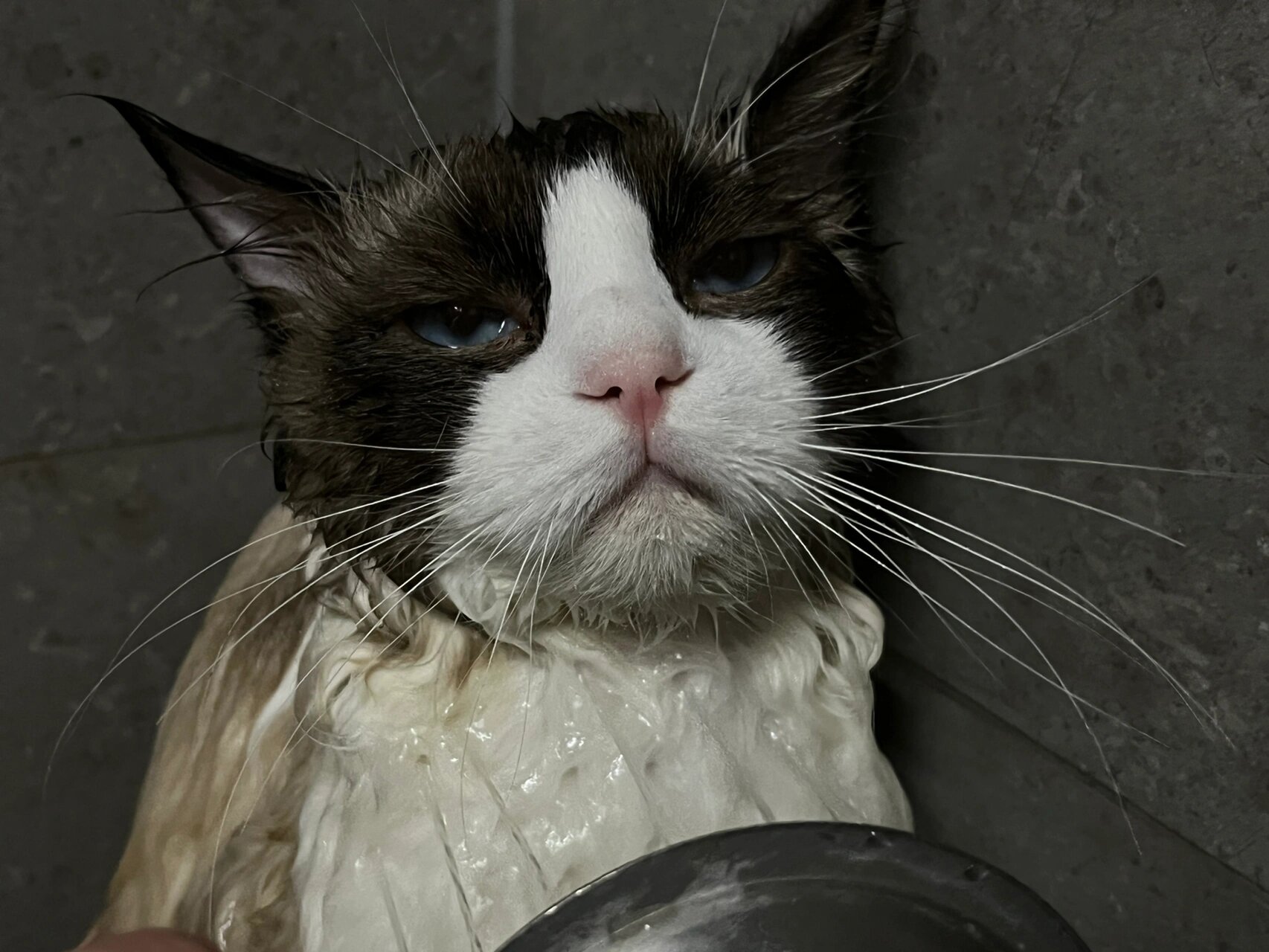 猫咪四肢无力站不起来(猫咪四肢无力站不起来不吃东西走路摇摇晃晃) 猫咪四肢无力站不起来(猫咪四肢无力站不起来不吃东西走路摇摇晃晃)