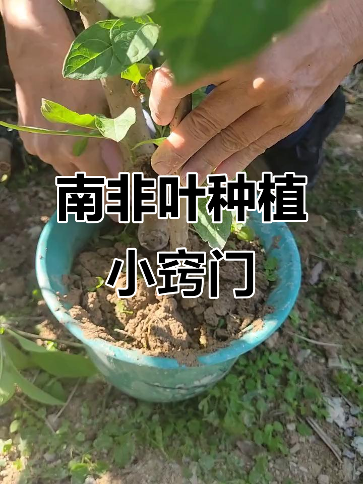 南非叶可以减肥吗(南非叶对身体有什么好处) 南非叶可以减肥吗(南非叶对身体有什么好处)