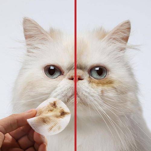 猫咪一只眼睛流泪有分泌物睁不开(猫咪有一只眼睛流眼泪睁不开还有眼屎) 猫咪一只眼睛流泪有分泌物睁不开(猫咪有一只眼睛流眼泪睁不开还有眼屎)