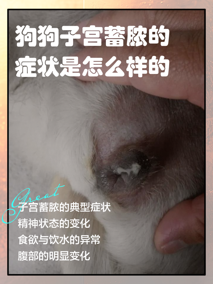 猫咪子宫蓄脓什么症状(猫咪子宫蓄脓是什么原因造成的猫咪) 猫咪子宫蓄脓什么症状(猫咪子宫蓄脓是什么原因造成的猫咪)