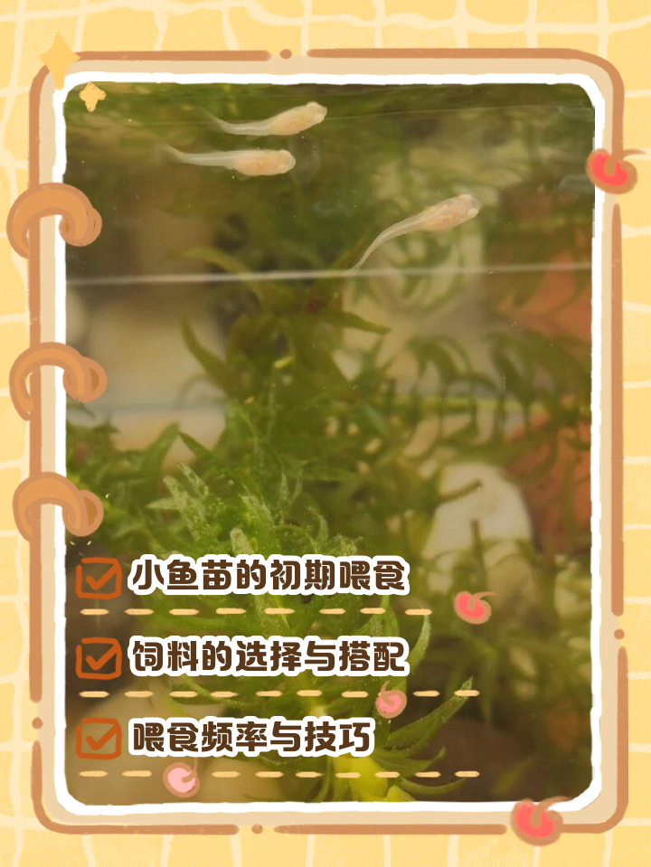 小鱼苗吃什么(小草鱼苗要喂什么东西) 小鱼苗吃什么(小草鱼苗要喂什么东西)