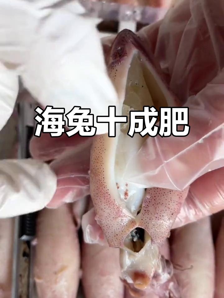 海兔怎么处理怎么清洗(海兔怎么处理怎么清洗图解)