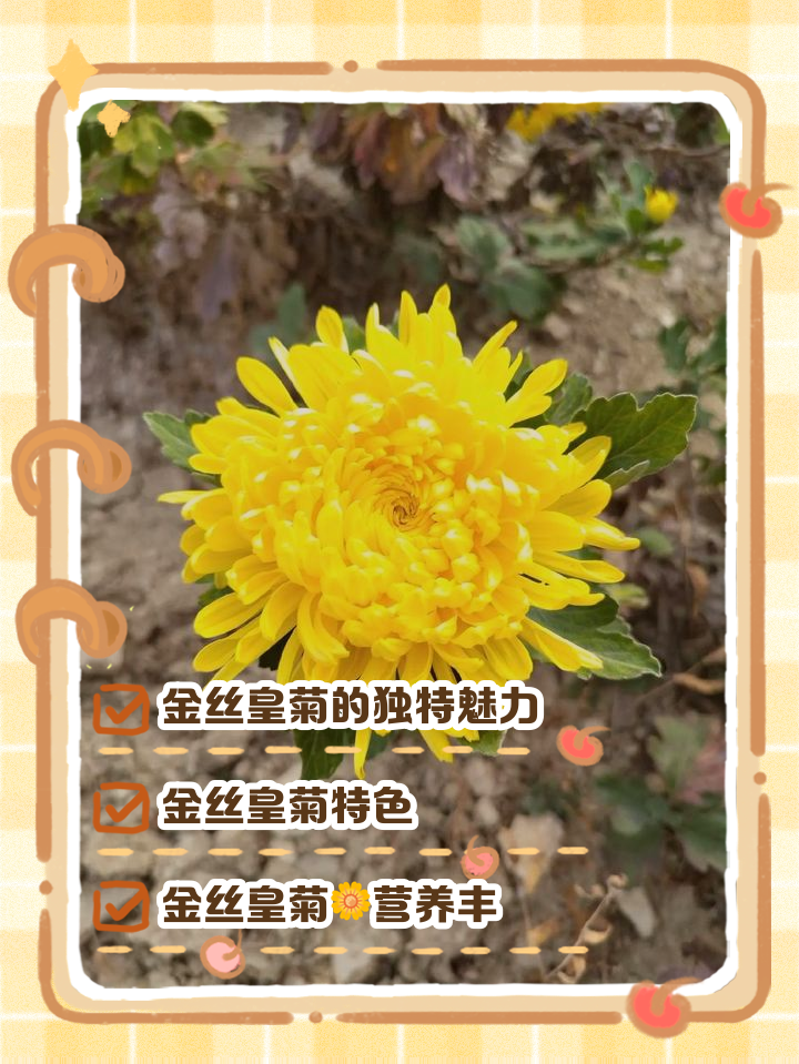 金丝菊泡水喝有什么好处(金丝菊菊花茶的功效与作用) 金丝菊泡水喝有什么好处(金丝菊菊花茶的功效与作用)
