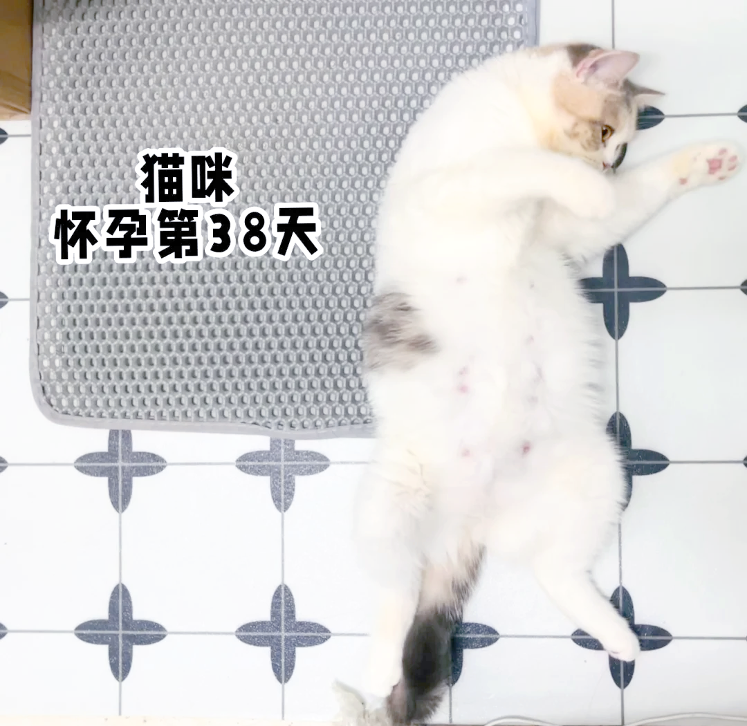 猫咪翻肚皮是什么意思(猫咪一见我就躺下翻肚子) 猫咪翻肚皮是什么意思(猫咪一见我就躺下翻肚子)