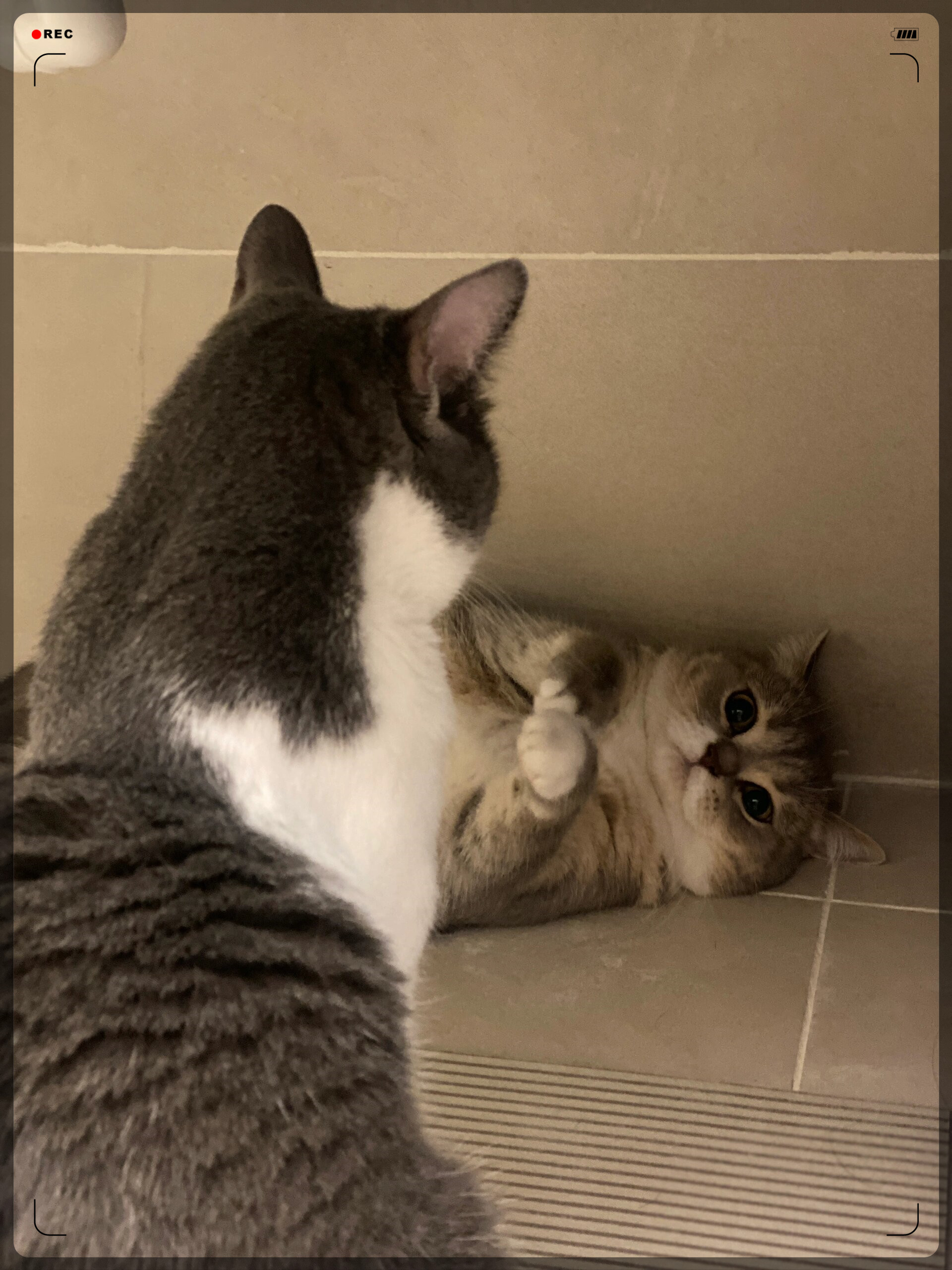 猫咪弓腰竖尾巴蹭人(猫咪弓腰竖尾巴蹭人怎么回事) 猫咪弓腰竖尾巴蹭人(猫咪弓腰竖尾巴蹭人怎么回事)
