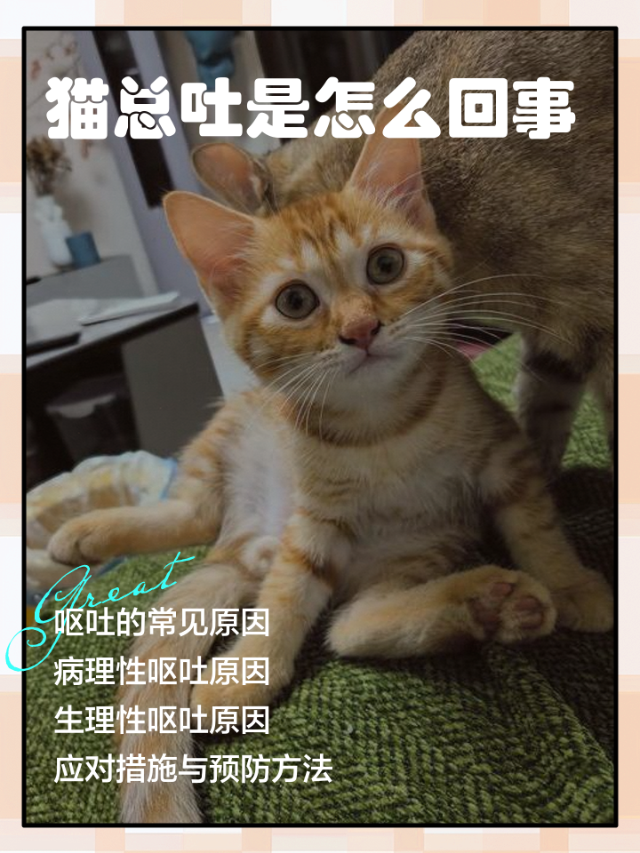 猫老吐什么原因是什么(猫老吐什么原因是什么引起的) 猫老吐什么原因是什么(猫老吐什么原因是什么引起的)