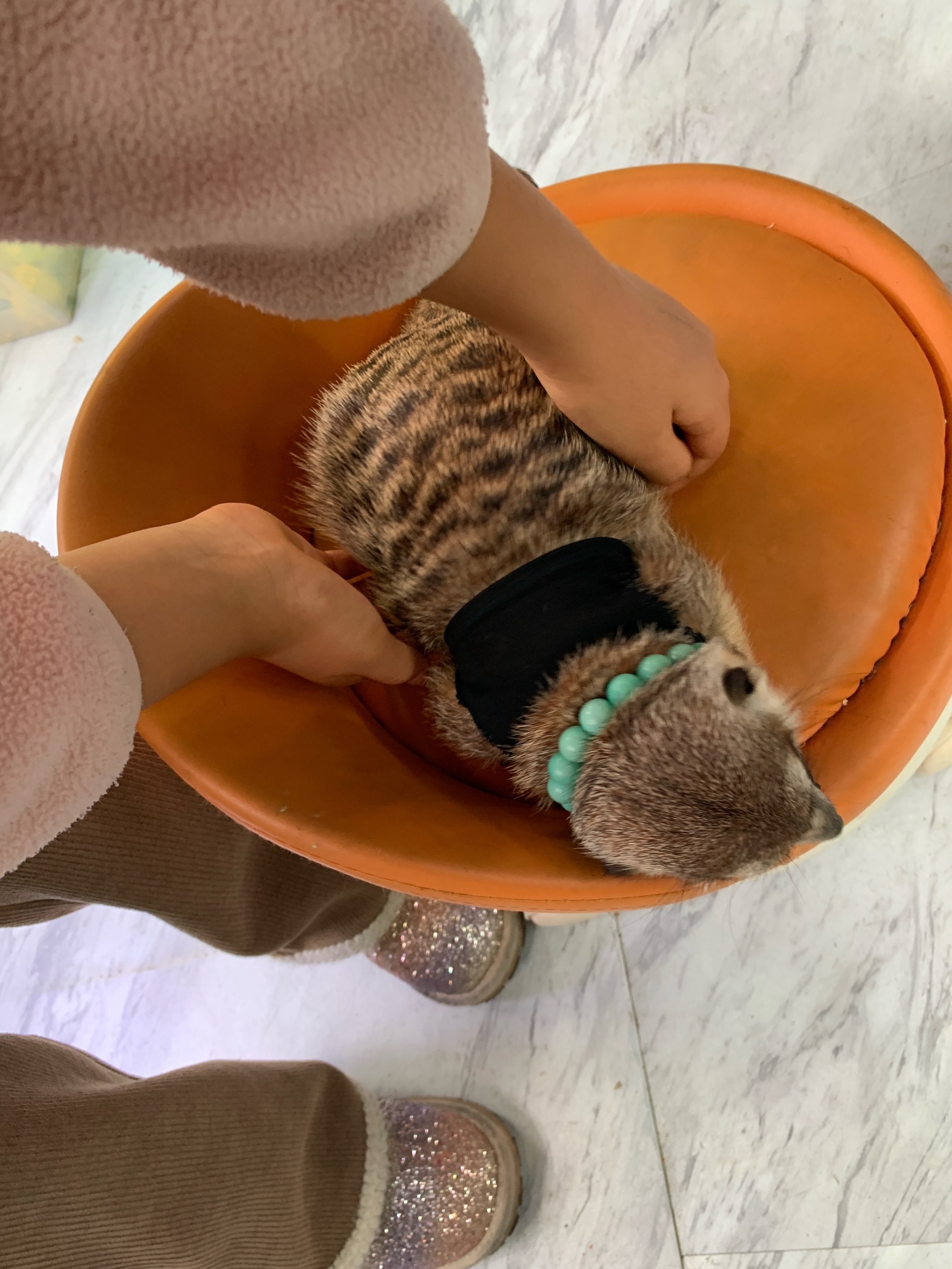 猫闻了猫粮做埋屎的动作(猫闻了猫粮做埋屎的动作是什么) 猫闻了猫粮做埋屎的动作(猫闻了猫粮做埋屎的动作是什么)
