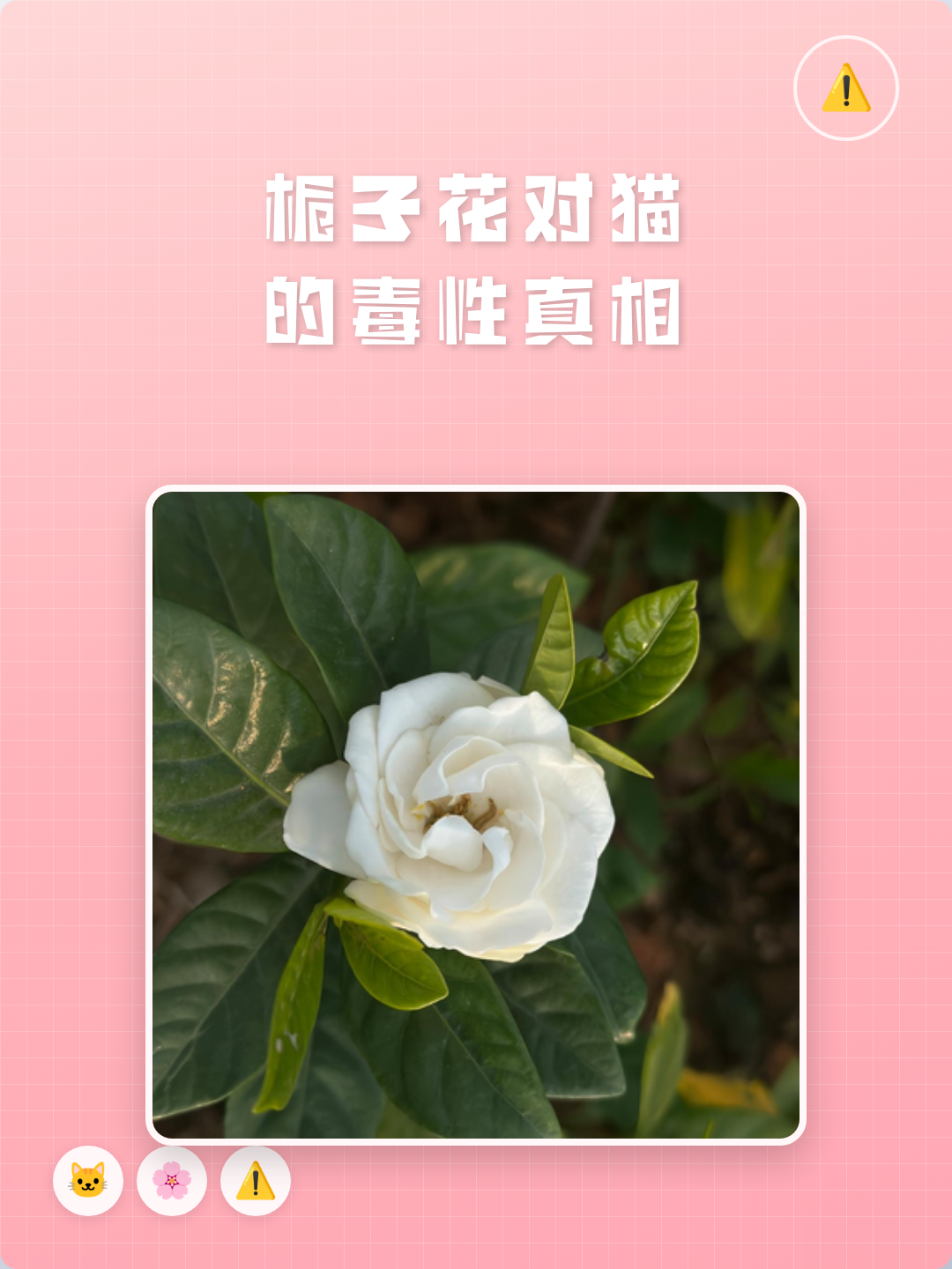 养猫可以养栀子花吗(家里有猫能养栀子花吗) 养猫可以养栀子花吗(家里有猫能养栀子花吗)