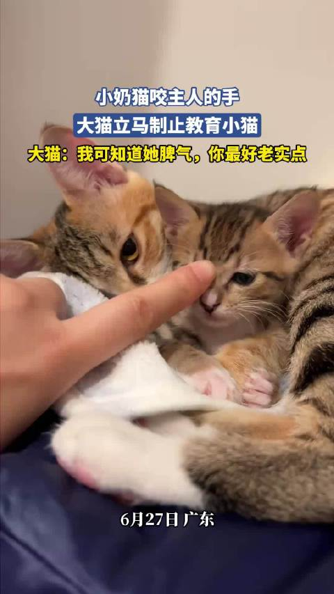 大猫想咬死小猫的表现(大猫咬死小猫并吃科学解释) 大猫想咬死小猫的表现(大猫咬死小猫并吃科学解释)