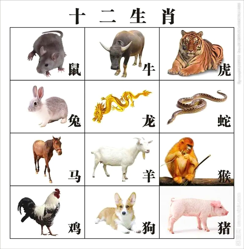 野兽生肖是什么生肖(野兽生肖是哪几个生肖) 野兽生肖是什么生肖(野兽生肖是哪几个生肖)