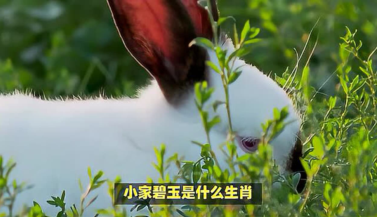 小家碧玉打一个生肖(小家碧玉打一生肖小家碧玉打) 小家碧玉打一个生肖(小家碧玉打一生肖小家碧玉打)