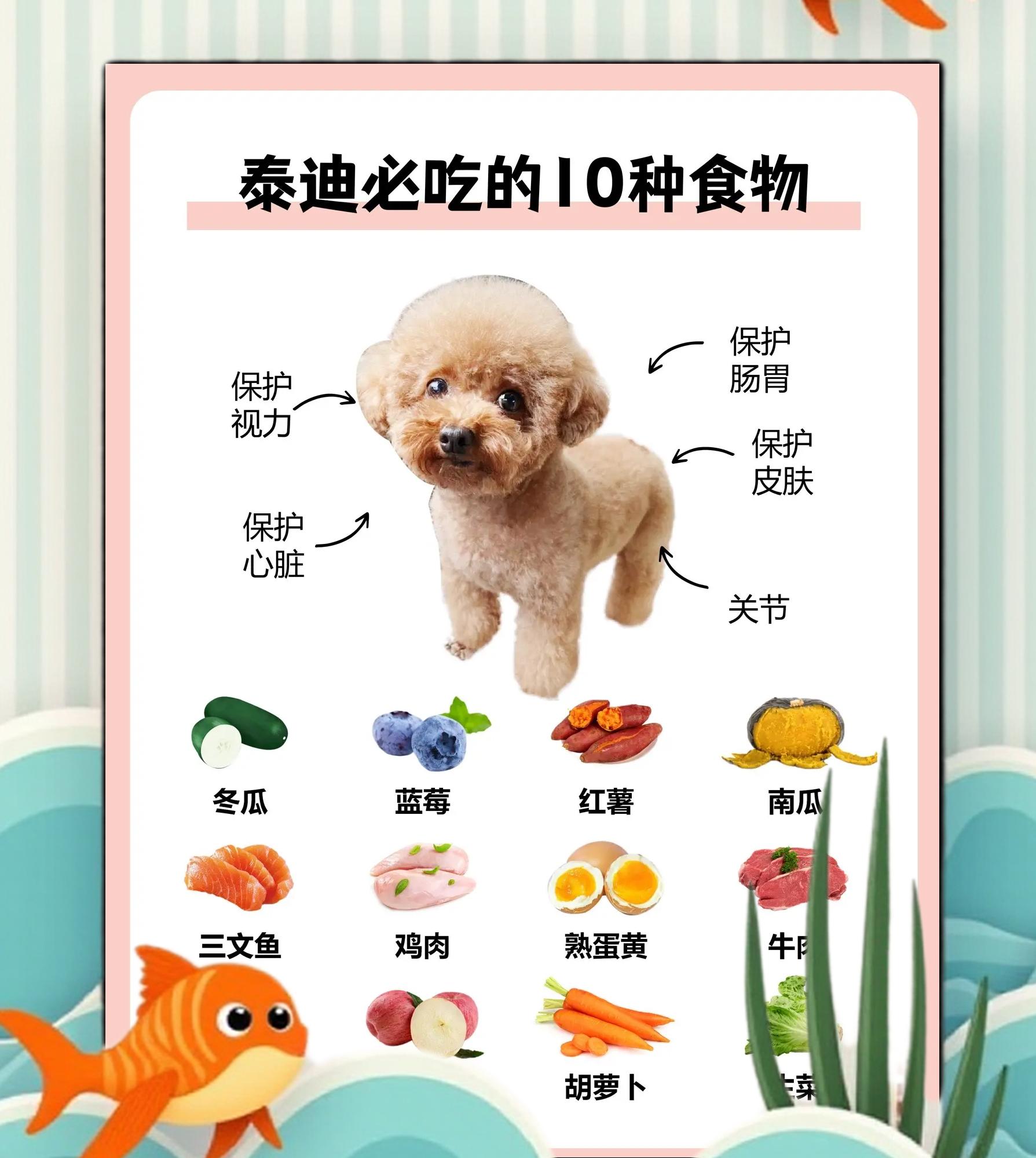 泰迪优缺点(养泰迪和比熊哪个省心) 泰迪优缺点(养泰迪和比熊哪个省心)