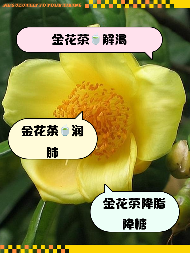 金菊花茶的功效与作用(金菊花茶的功效与作用及禁忌)