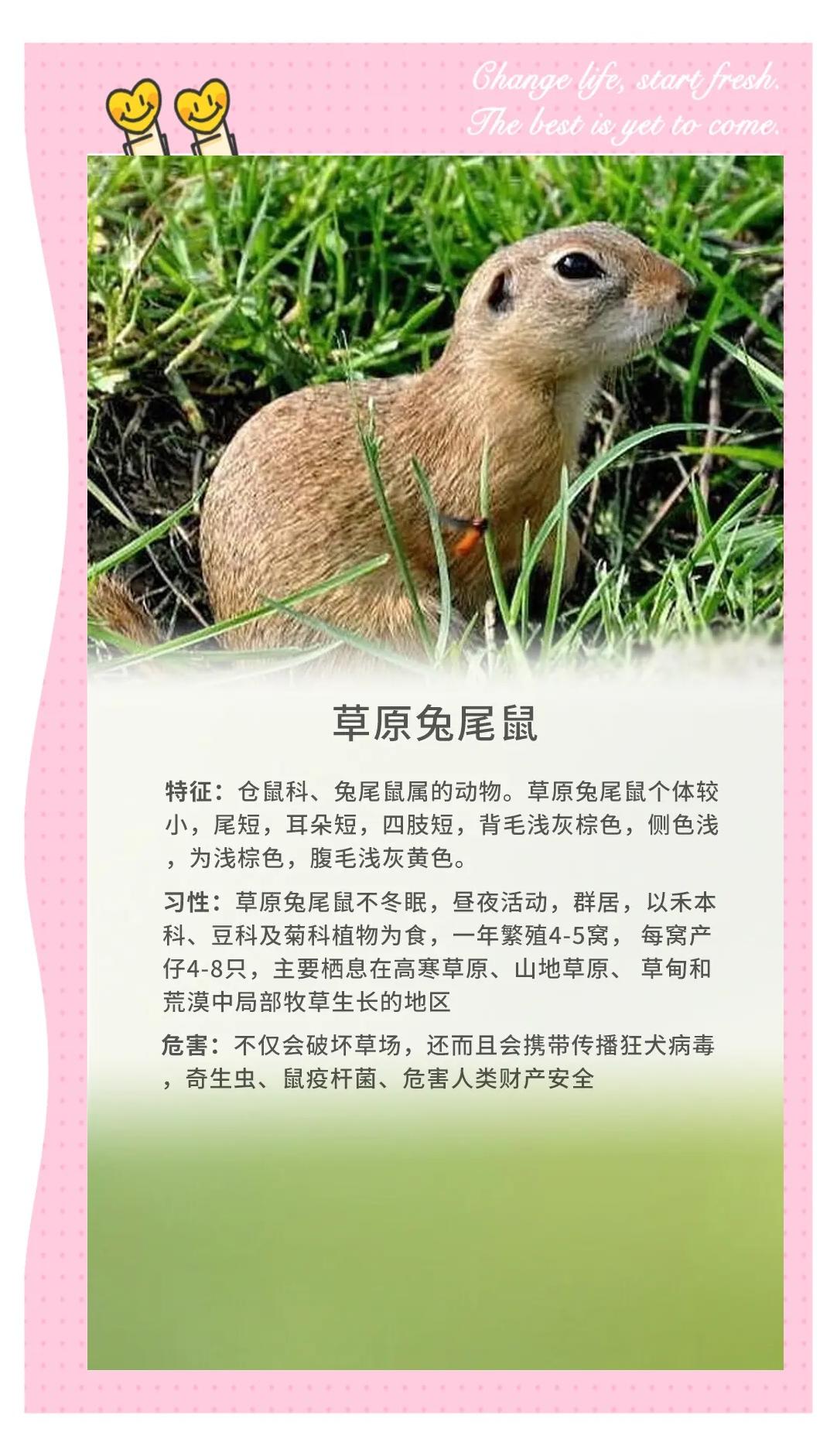 鼠几岁(生肖鼠几岁)