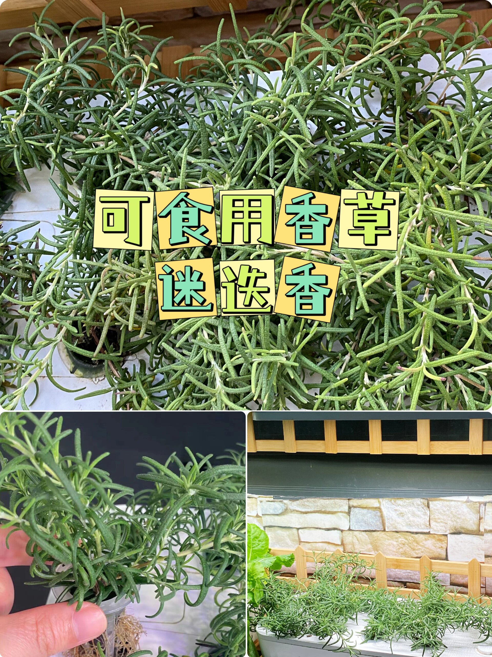 迷迭香的功效和作用(迷迭香的功效和作用是什么) 迷迭香的功效和作用(迷迭香的功效和作用是什么)