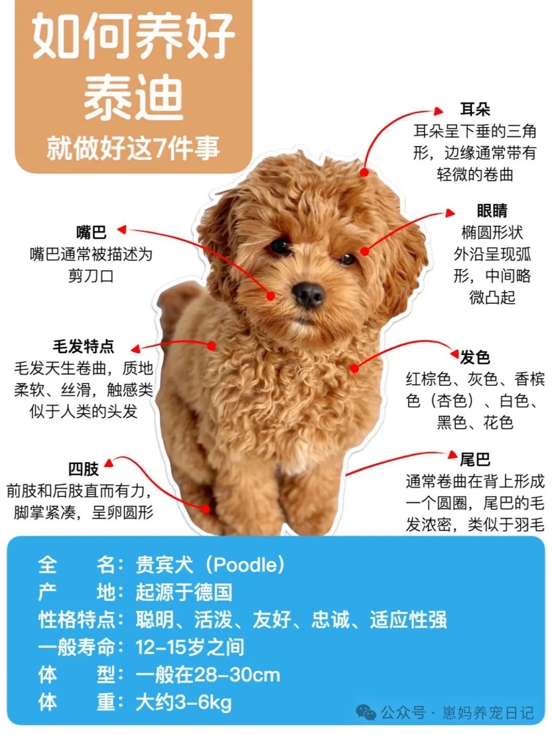 泰迪几个月定型不长了(小体泰迪几个月定型不长了) 泰迪几个月定型不长了(小体泰迪几个月定型不长了)