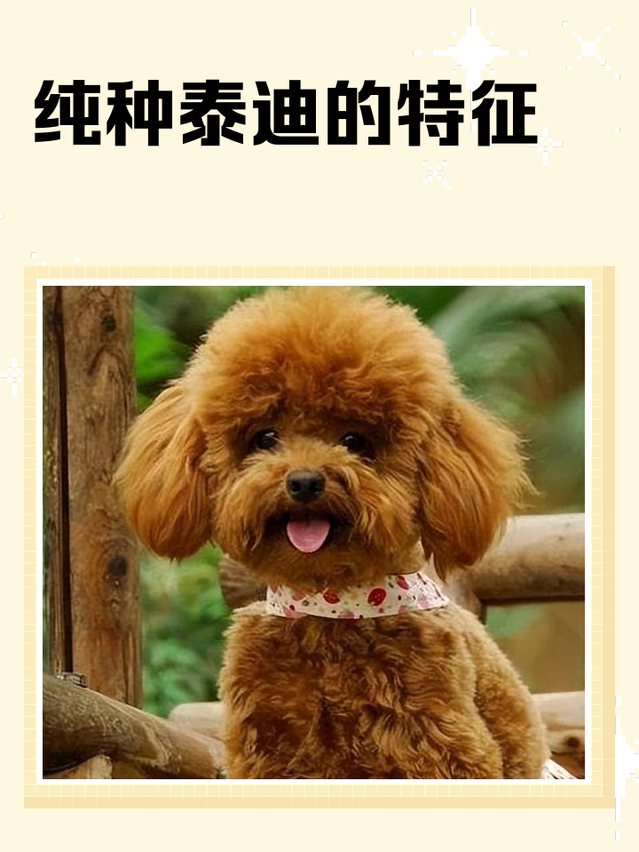 泰迪几个月定型不长了(小体泰迪几个月定型不长了) 泰迪几个月定型不长了(小体泰迪几个月定型不长了)