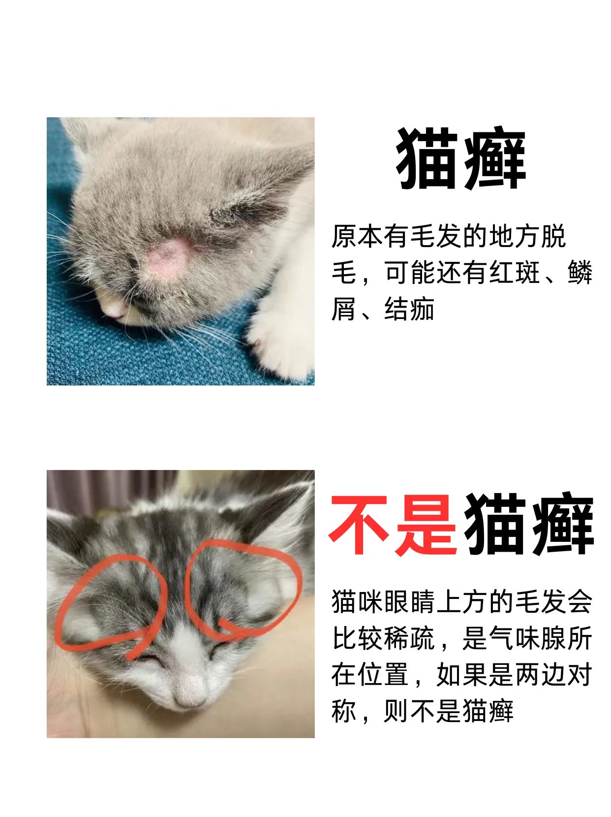 猫癣用酒精擦还是碘伏擦(猫癣什么药好得快以用酒精擦吗)