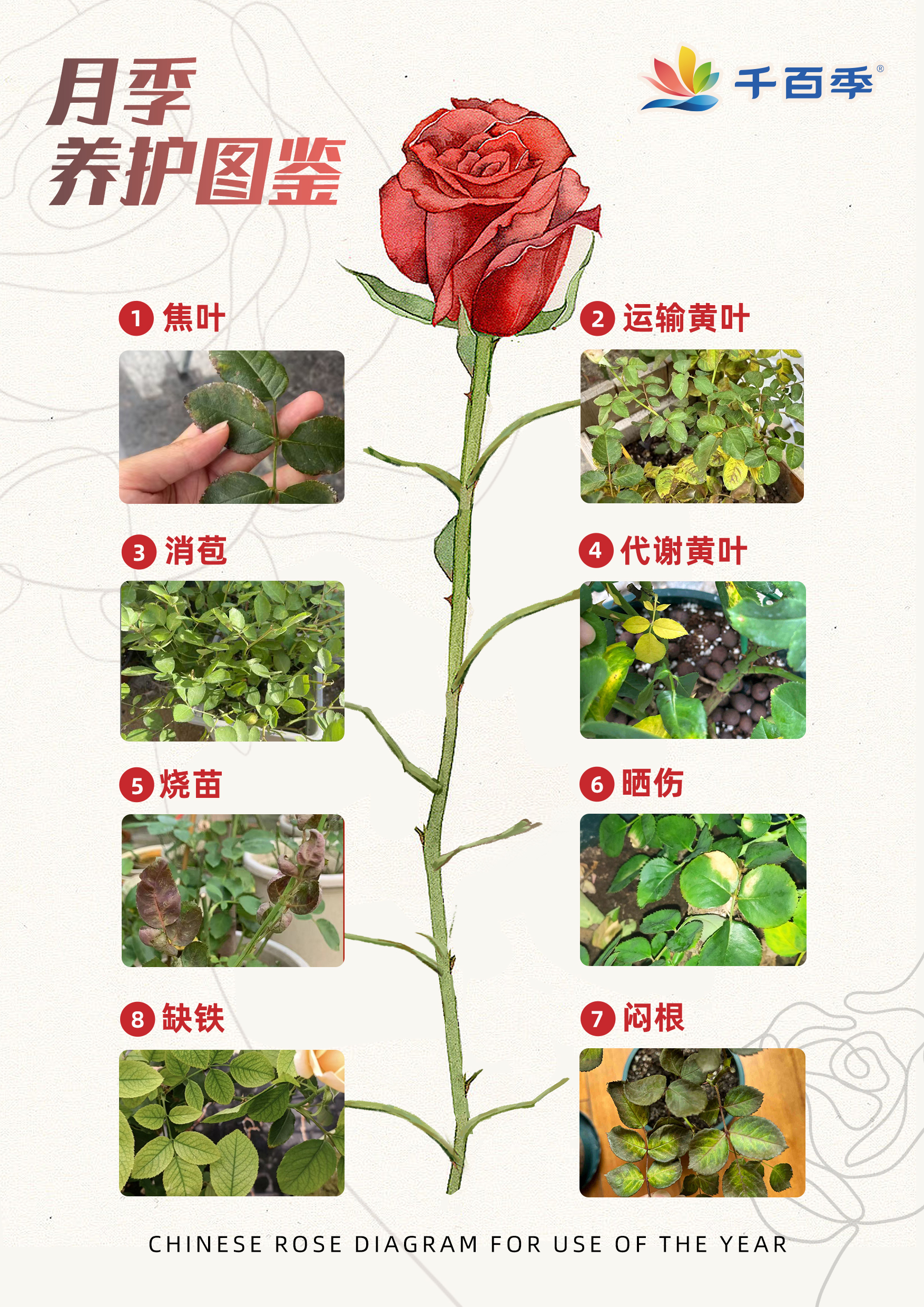 长期喝月季花的副作用(长期喝月季花的副作用是什么) 长期喝月季花的副作用(长期喝月季花的副作用是什么)